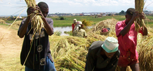 En vue des « voly vary aloha »-ok