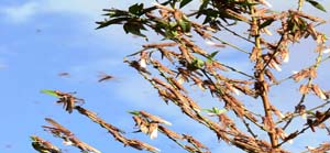 Lutte contre le criquet-ok