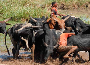 Munis de fusils d’assaut-ok
