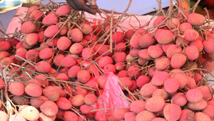 Litchi-ok
